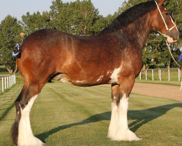 Zuchtstute Gor-dey Keynote's Kim (Clydesdale, 2017, von 2S Above All's Mister Keynote)