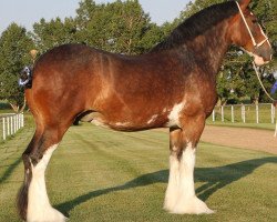 broodmare Gor-dey Keynote's Kim (Clydesdale, 2017, from 2S Above All's Mister Keynote)