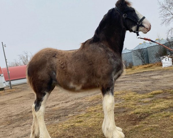 Pferd Willow Way Xamora (Clydesdale, 2023, von Thorpe Hill Bomber)