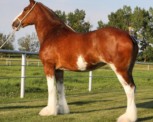 broodmare Willow Way Tansy (Clydesdale, 2019, from Willow Way Firestone)