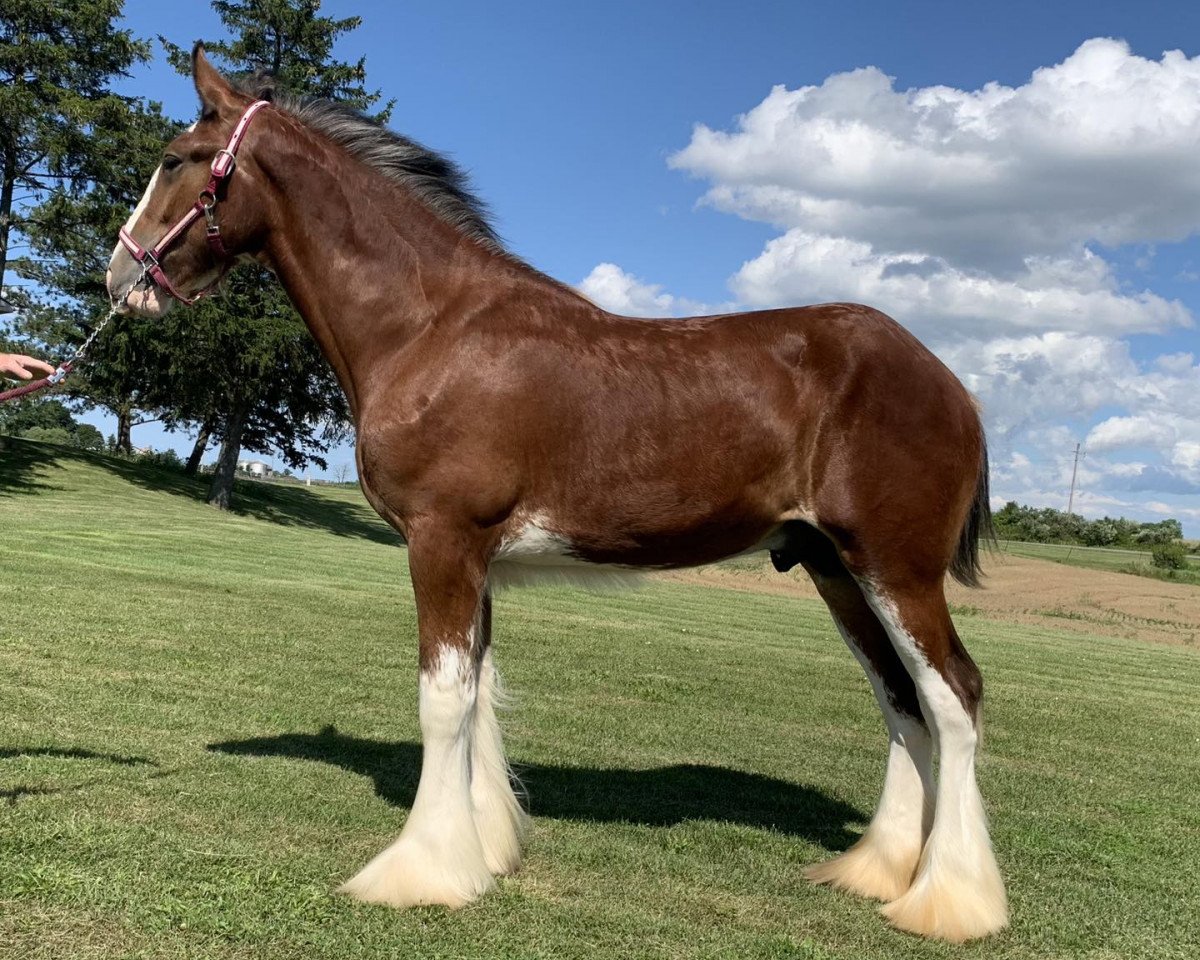 horse Towerview Centennial (Clydesdale, 2022, from Willow Way Regal)