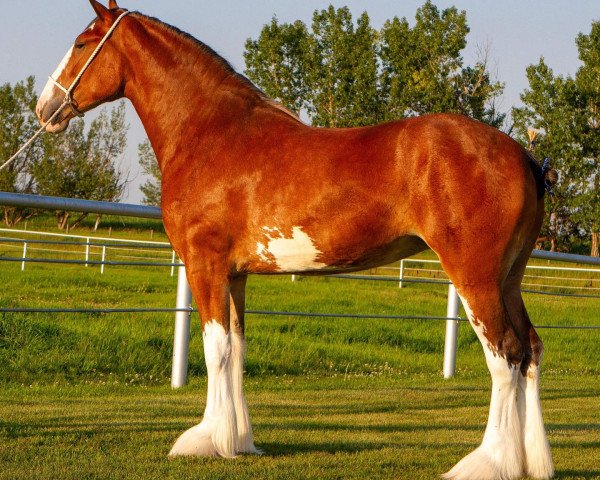 Pferd Willow Way Unwritten K (Clydesdale, 2020, von Willow Way Omega)