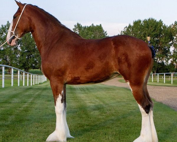 horse Willow Way Verity (Clydesdale, 2021, from Thorpe Hill Bomber)