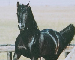 stallion Makjet ox (Arabian thoroughbred, 1998, from Balako ox)