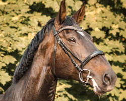 dressage horse Tahiti S (Oldenburg show jumper, 2015, from Thagoras)