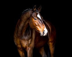 dressage horse Beau du Soir (Trakehner, 2016, from Honoré du Soir)