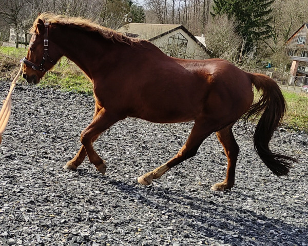 Pferd Nikita (Niederl. Pony m.arab.Blutant., 1999, von Vita Nova's Hanassie)