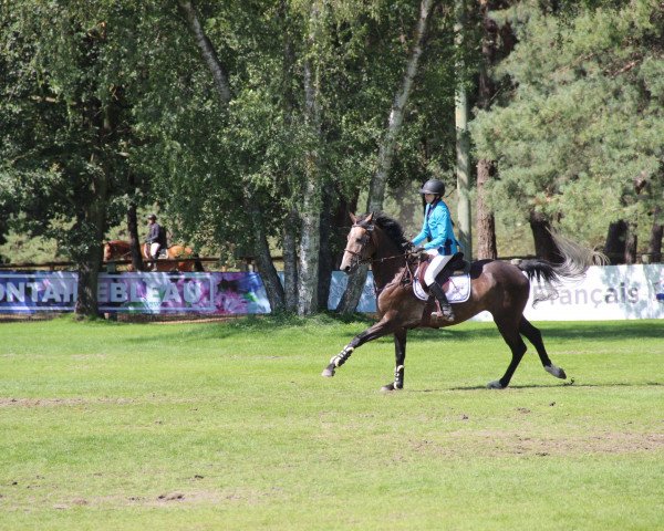 broodmare Dina Star (Selle Français, 2013, from Tinka's Boy)