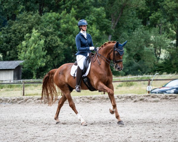 dressage horse Fuego 139 (Oldenburg, 2014, from Fiderbach OLD)