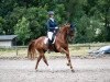 dressage horse Fuego 139 (Oldenburg, 2014, from Fiderbach OLD)