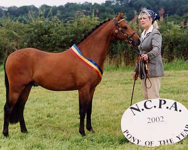 Deckhengst Rotherwood Toy Symphony (British Riding Pony, 2000, von Rotherwood Peter Pan)