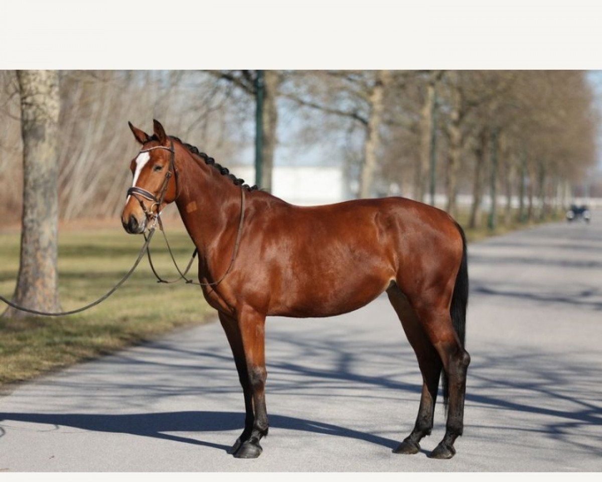 jumper Kim Possible Df (German Sport Horse, 2019, from Million Dollar)