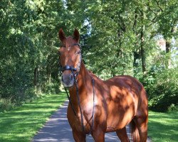 dressage horse Starpower Othello (German Riding Pony, 2005, from Orlando 270)