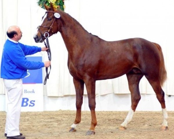 stallion Vargas de Ste Hermelle (Belgian Warmblood, 2005, from Ogano Sitte)