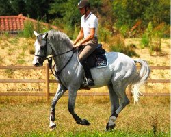 stallion Very Good de La Bonn (Selle Français, 2009, from Berlin)