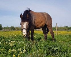 stallion Idalgo des Chenaux (Selle Français, 2018, from Very Good de La Bonn)