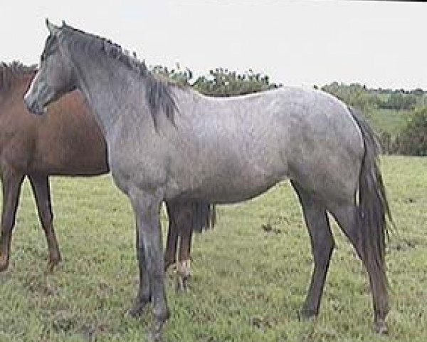 broodmare ARD Silhouette (Irish Sport Horse, 1999, from Lion d'Or xx)
