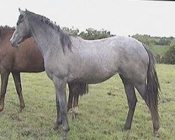 Zuchtstute ARD Silhouette (Irish Sport Horse, 1999, von Lion d'Or xx)