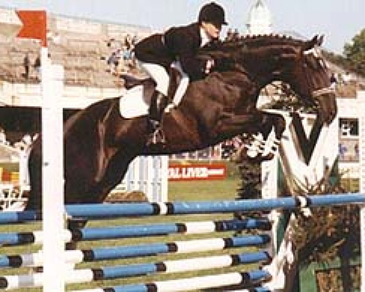 stallion Ard Allez Cat xx (Thoroughbred, 1984, from Northern Value xx)