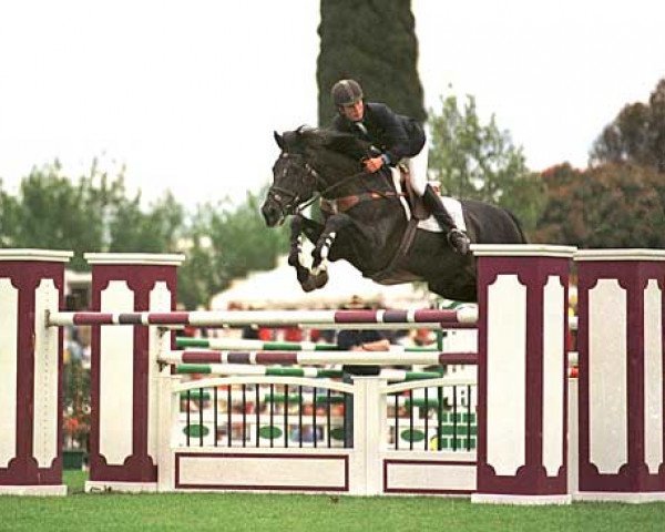 stallion ARD Black Cat (Irish Sport Horse, 1991, from Ard Allez Cat xx)