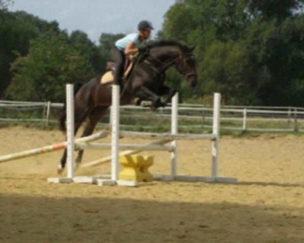 broodmare Topaze des Chenaux (Selle Français, 2007, from Ogrion des Champs)