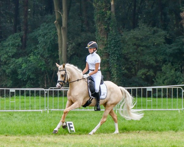 Dressurpferd abbe JV van de korenmolen (Belgisches Warmblut, 2019, von Diamond Touch NRW)