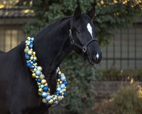 dressage horse Duvaldu (Westphalian, 2016, from Duvalier 21)