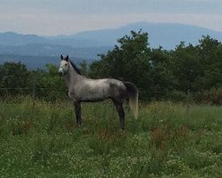 Pferd Black Night des Chenaux (Selle Français, 2011, von Helios de la Cour II)