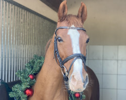 jumper Pascalina S.W. (German Riding Pony, 2013, from Principal Boy)