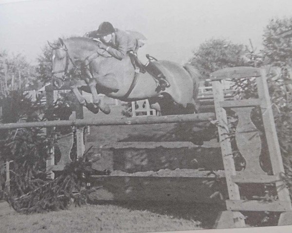 horse Chiddock Rainbow (British Riding Pony, 1987, from Chiddock Fankino)