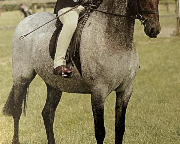 Pferd Linksbury Silver Princess (Welsh Pony (Sek.B), 1998, von Linksbury Celebration)