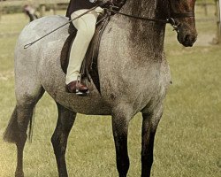 Pferd Linksbury Silver Princess (Welsh Pony (Sek.B), 1998, von Linksbury Celebration)