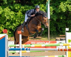 jumper Jasmina S (German Sport Horse, 2013, from Grabenstern I)