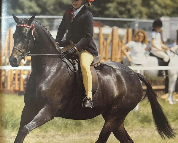 Pferd Ainthorpe Countess (British Riding Pony, 1998, von Willowbay Symphony)