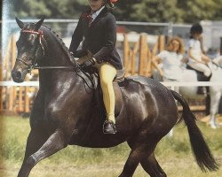 horse Ainthorpe Countess (British Riding Pony, 1998, from Willowbay Symphony)