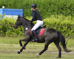 jumper Moritz (German Riding Pony, 2004, from Laudatio)