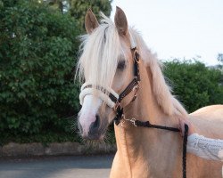 dressage horse Gandalf'S (German Riding Pony, 2021, from HET Golden Dream)