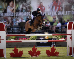 jumper Carmela Z (Zangersheide riding horse, 2011, from Candillo Z)