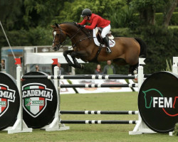 Deckhengst Grand Cru van de Vijf Eiken (Belgisches Warmblut, 2006, von Pkz Contact van de Heffinck)