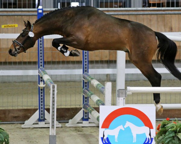 stallion Koetsiershoeve Messenger (German Riding Pony, 2016, from Merlijn vd Bisschop)