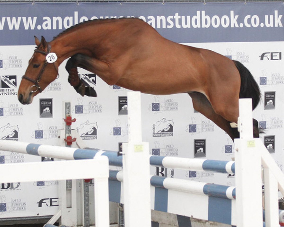 stallion Merlijn vd Bisschop (Belgian Warmblood, 2012, from Flipper d'Elle)