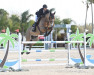 jumper Pierrot vd Bisschop (Belgian Warmblood, 2015, from Denzel Vt Meulenhof)