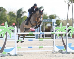 Springpferd Pierrot vd Bisschop (Belgisches Warmblut, 2015, von Denzel Vt Meulenhof)