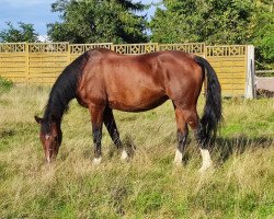 broodmare Graefin (Hanoverian, 2000, from Ginsberg)