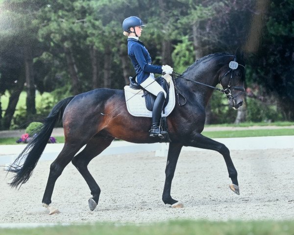 stallion Leonidas 119 (Hanoverian, 2008, from Lauries Crusador xx)