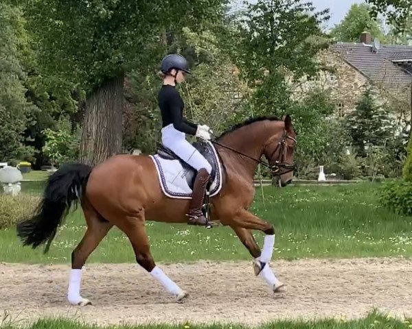 dressage horse Diego 432 (German Riding Pony, 2007, from Don Philino)