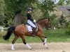 dressage horse Diego 432 (German Riding Pony, 2007, from Don Philino)