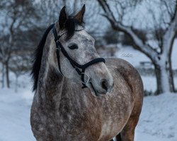 dressage horse Dunlewey stellaria (Connemara Pony, 2018, from Kirrin malachi)