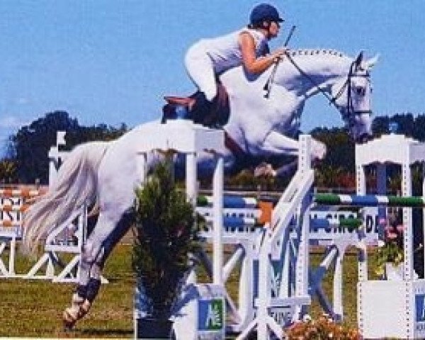 stallion Lagon de Mels AA (Anglo-Arabs, 1999, from Quatar de Plape AA)