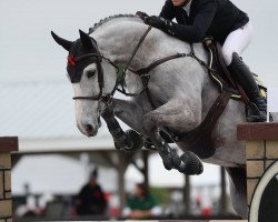 Springpferd Seven Days of Glory V&v Z (Zangersheide Reitpferd, 2016, von Sir Obolensky Z)